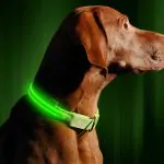 Illumiseen LED Dog Collar 4