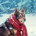 Heated clothing for pets: keeping your furry friends warm in the winter 7