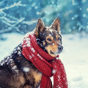 Heated clothing for pets: keeping your furry friends warm in the winter 3