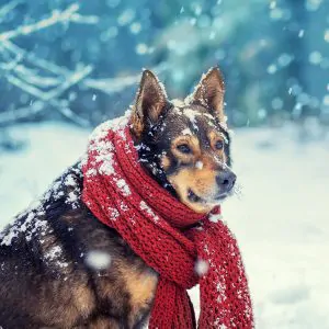Heated clothing for pets: keeping your furry friends warm in the winter 1