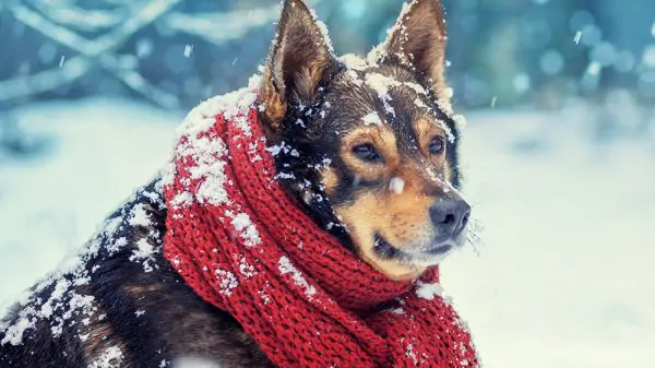 Heated clothing for pets: keeping your furry friends warm in the winter 54 Heated clothing for pets: keeping your furry friends warm in the winter 52