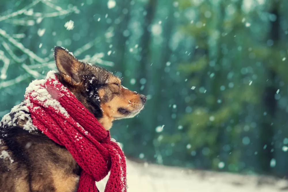 Heated clothing for pets: keeping your furry friends warm in the winter 2