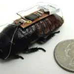 Dystopia alert: Researchers turn cockroaches into cyborg slaves 24