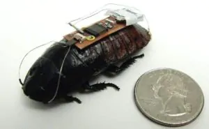 Dystopia alert: Researchers turn cockroaches into cyborg slaves 11