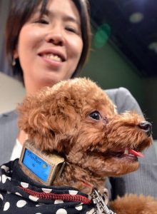Fujitsu's Wandant dog pedometer uses cloud and NFC to track your pooch 3
