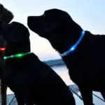 Glowdoggie glowing LED collar keeps your pooch bright and colorful 7