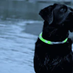 Glowdoggie glowing LED collar keeps your pooch bright and colorful 2