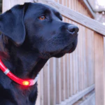 Glowdoggie glowing LED collar keeps your pooch bright and colorful 3