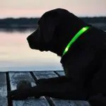 Glowdoggie glowing LED collar keeps your pooch bright and colorful 5