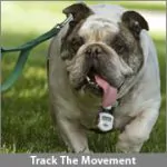 ThinkGeek Pet Pedometer lets you know if your pup is perky or passive 4