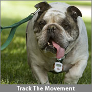 ThinkGeek Pet Pedometer lets you know if your pup is perky or passive 9